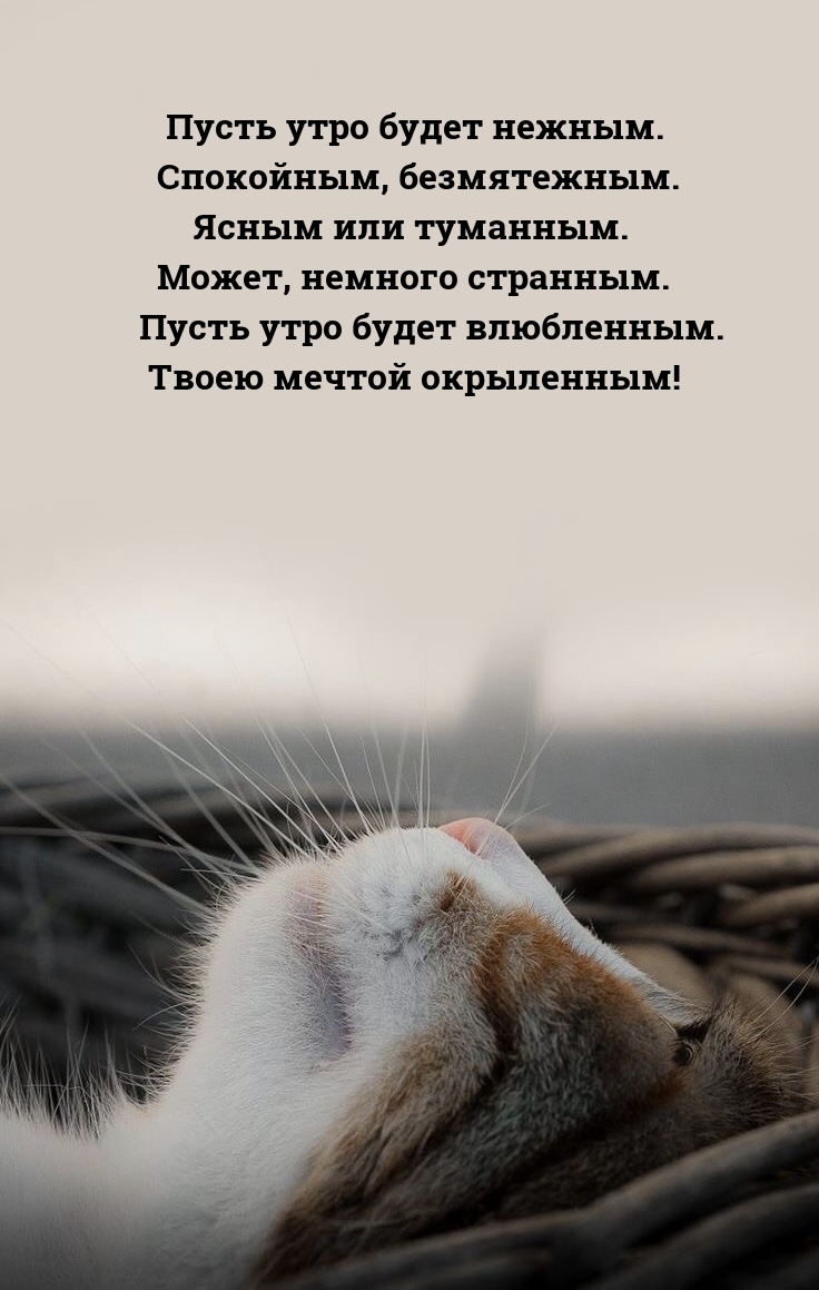 Пусть утро будет нежным. Спокойным, безмятежным.