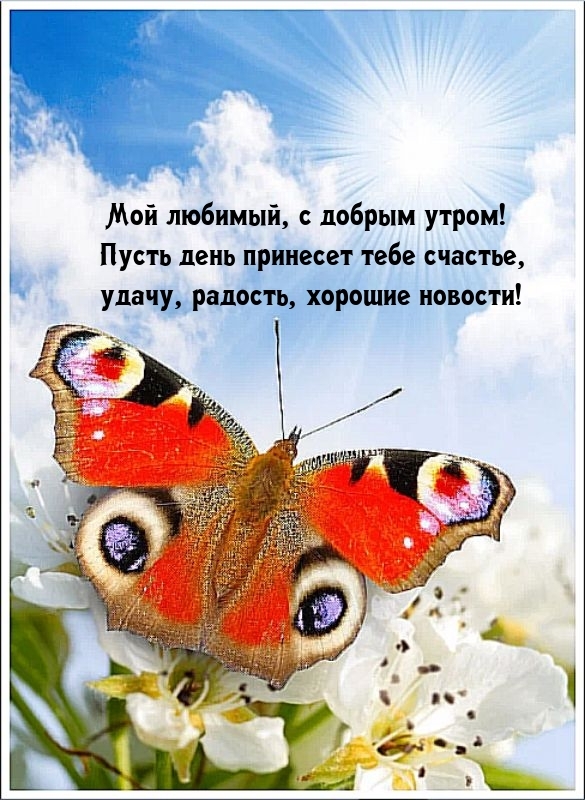 Мой любимый, с добрым утром! Пусть день принесет тебе счастье