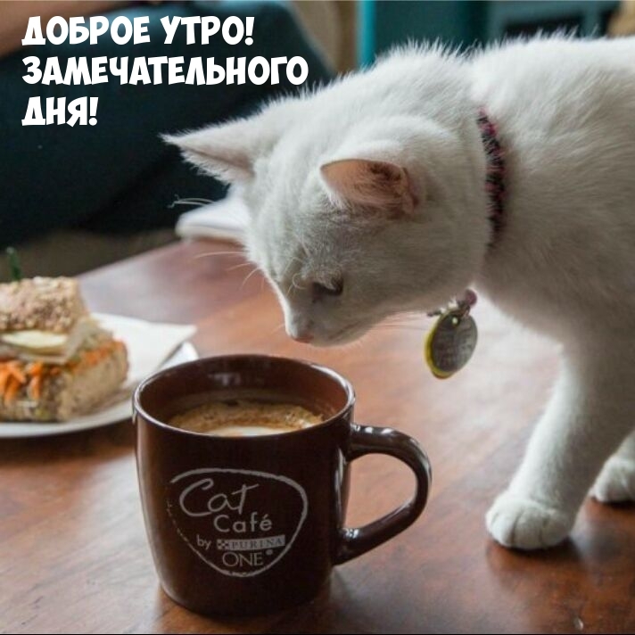 Доброе утро! Замечательного дня!