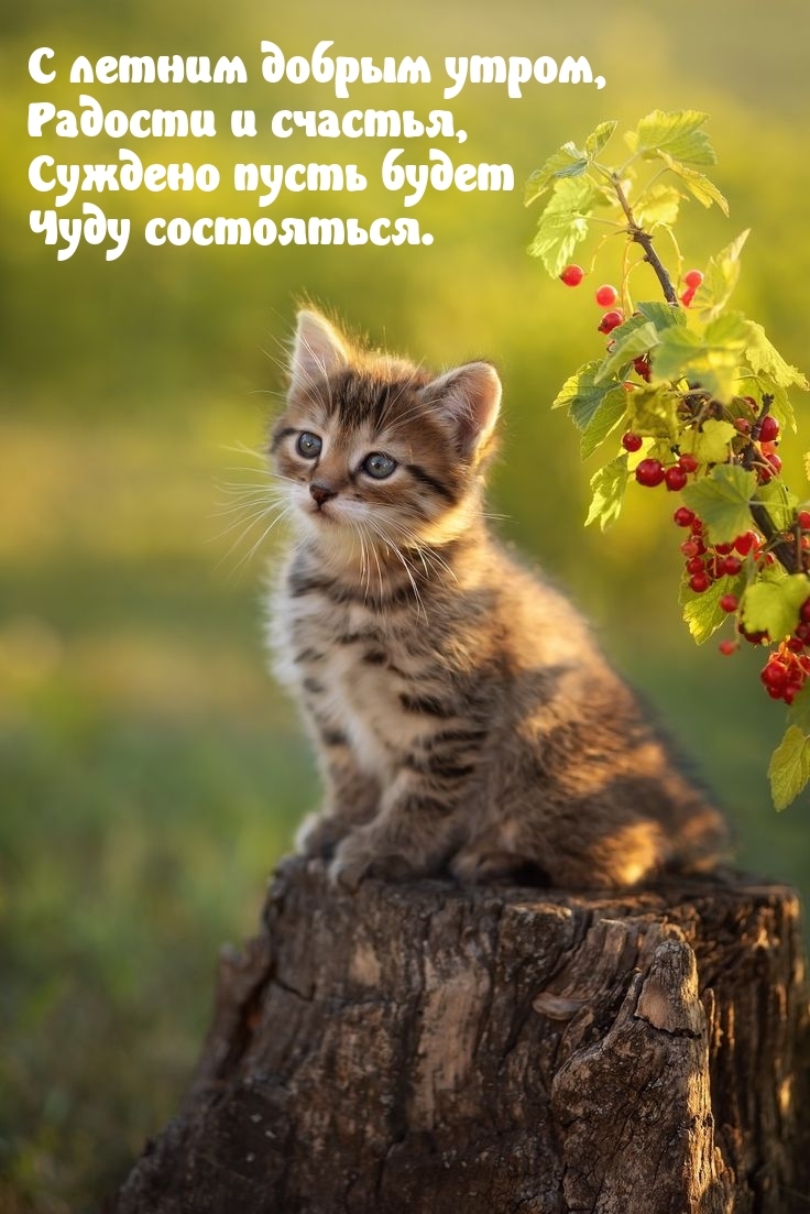 С летним добрым утром, радости и счастья