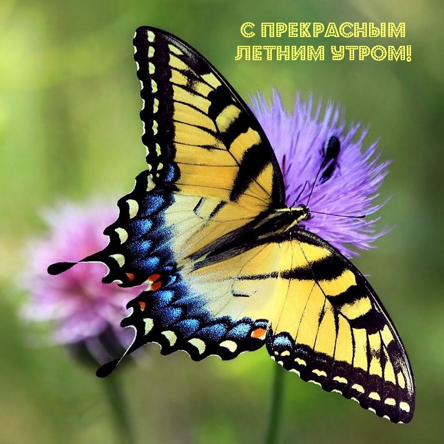 С прекрасным летним утром!