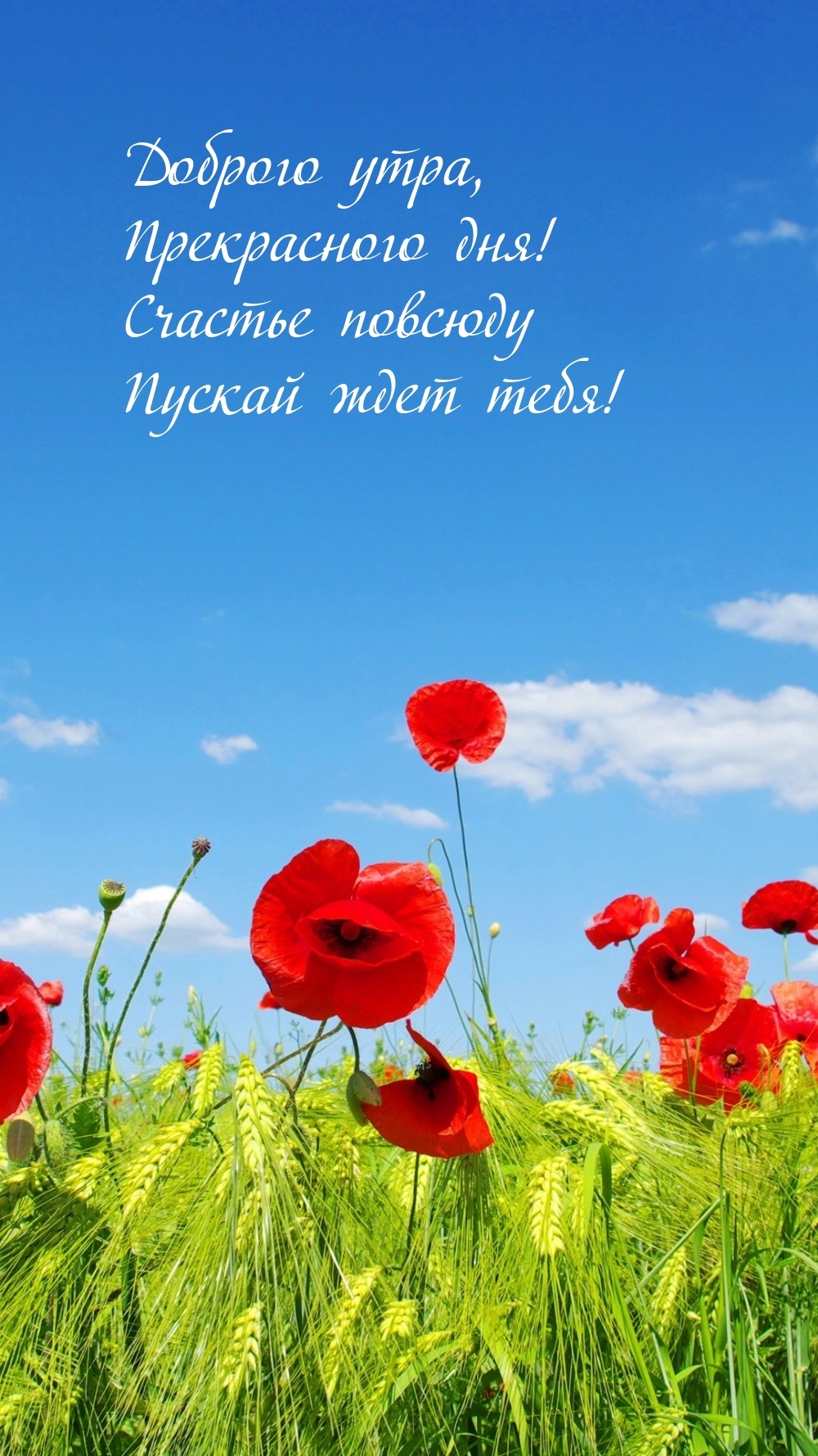 Доброго утра, прекрасного дня! Счастье повсюду пускай ждет тебя!