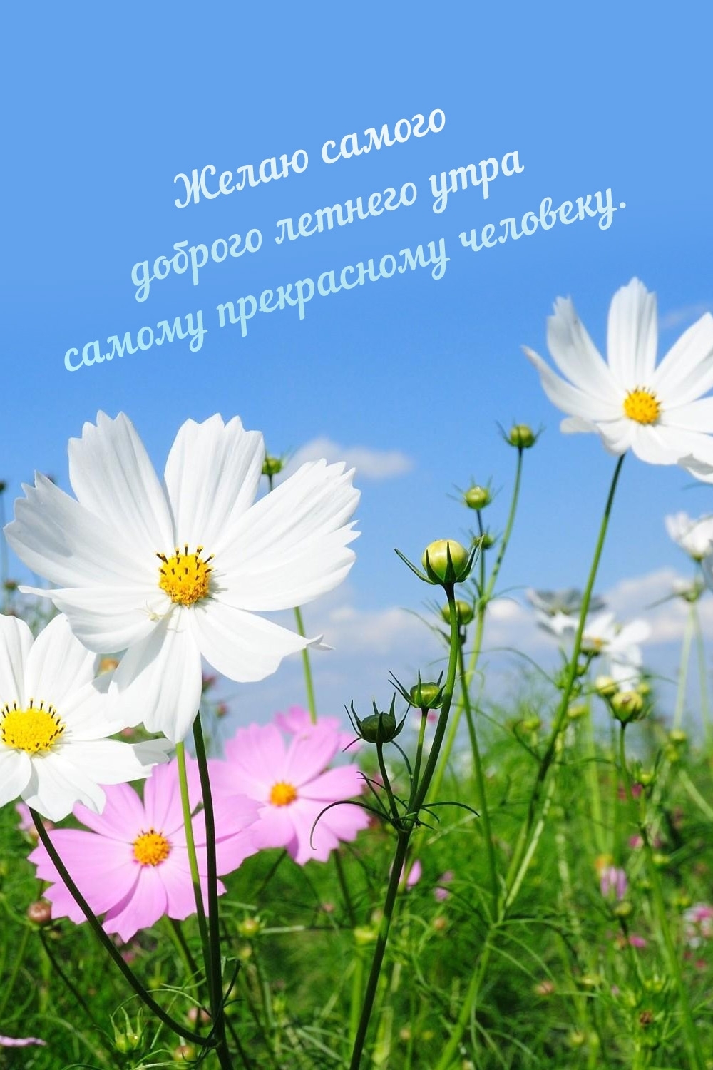 Желаю самого доброго летнего утра самому прекрасному человеку.