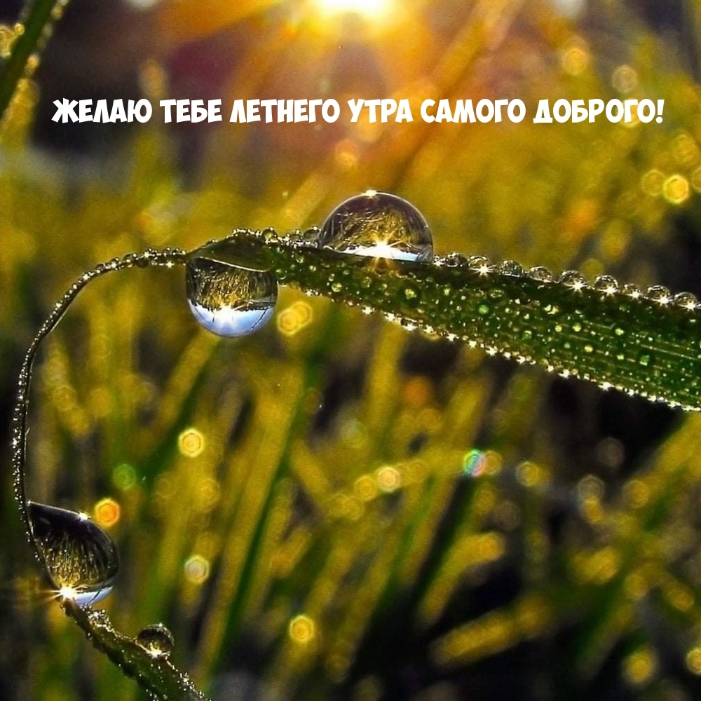 Желаю тебе летнего утра самого доброго!