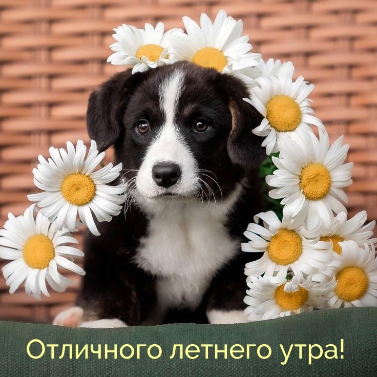Отличного летнего утра!