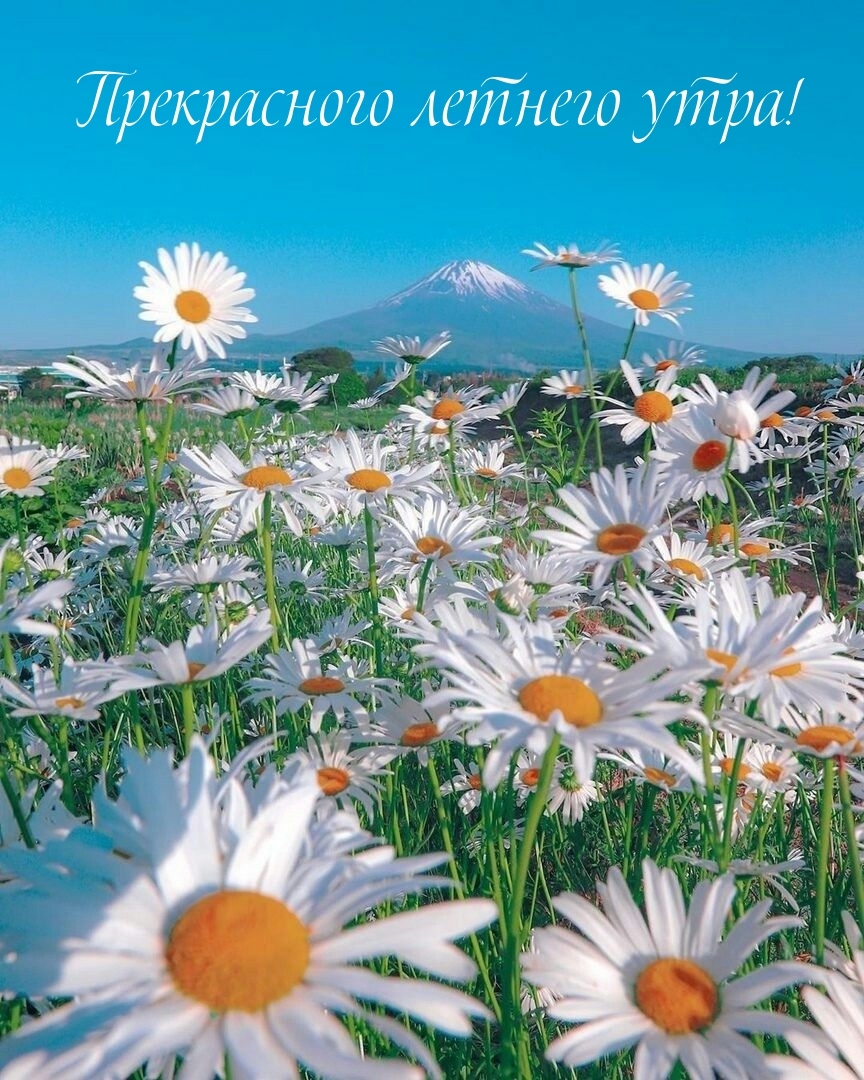 Прекрасного летнего утра!
