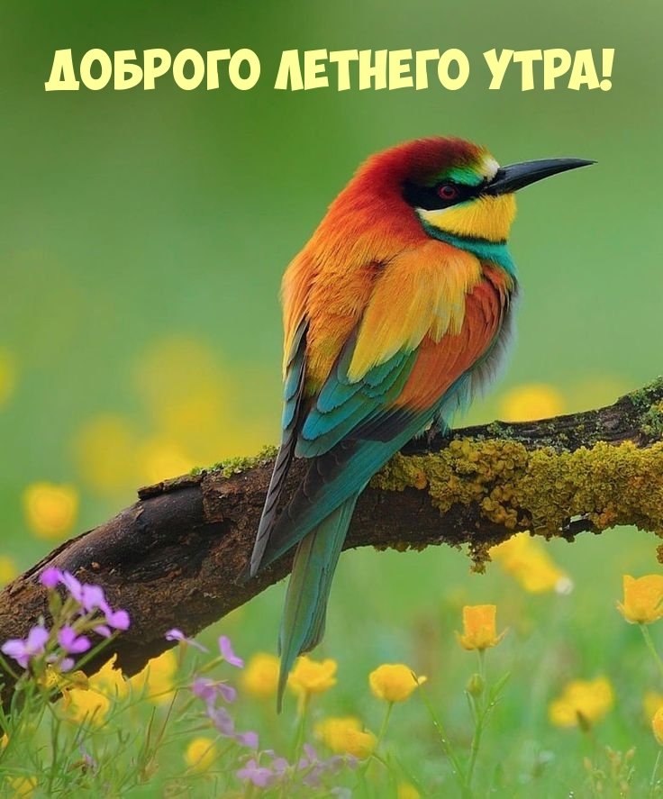 Доброго летнего утра!
