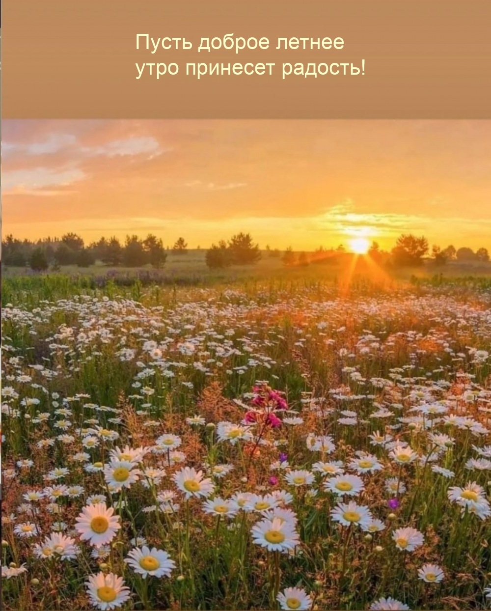 Пусть доброе летнее утро принесет радость!