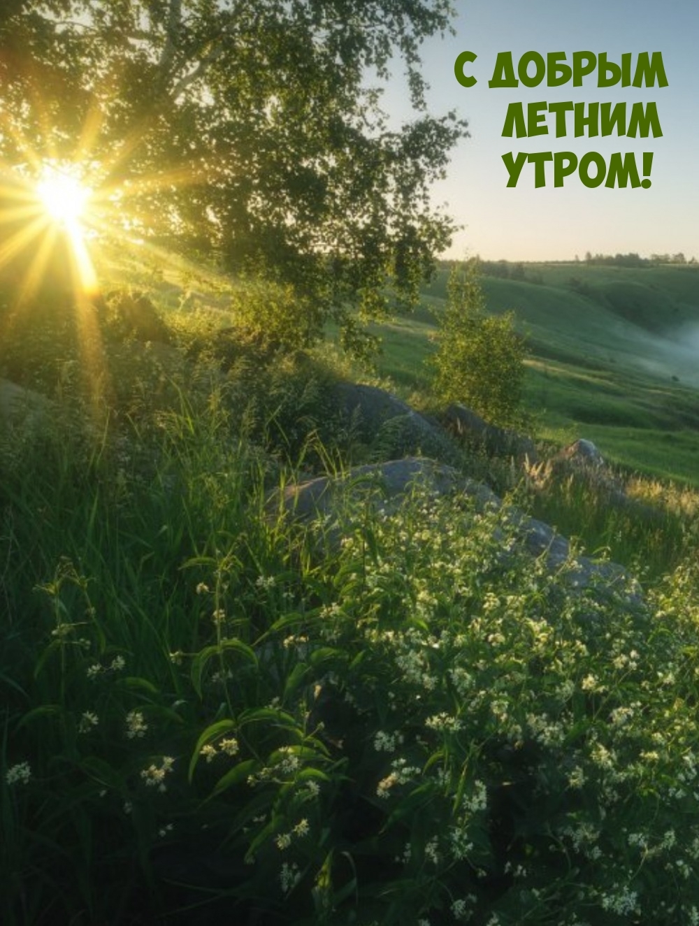 С добрым летним утром!
