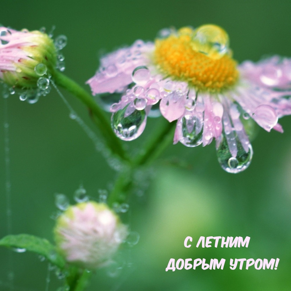 С летним добрым утром!