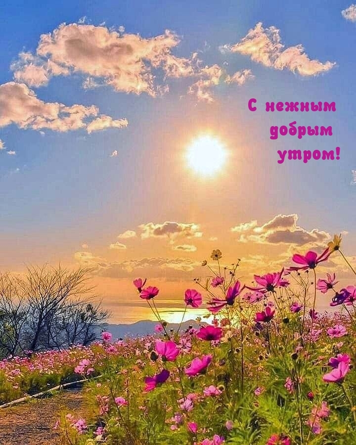 С нежным добрым утром!
