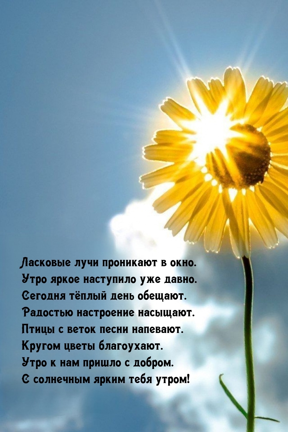 С солнечным ярким утром! Ласковые лучи проникают в окно.