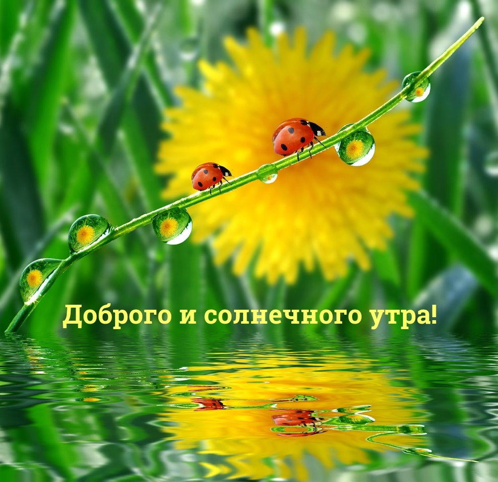Доброго и солнечного утра!