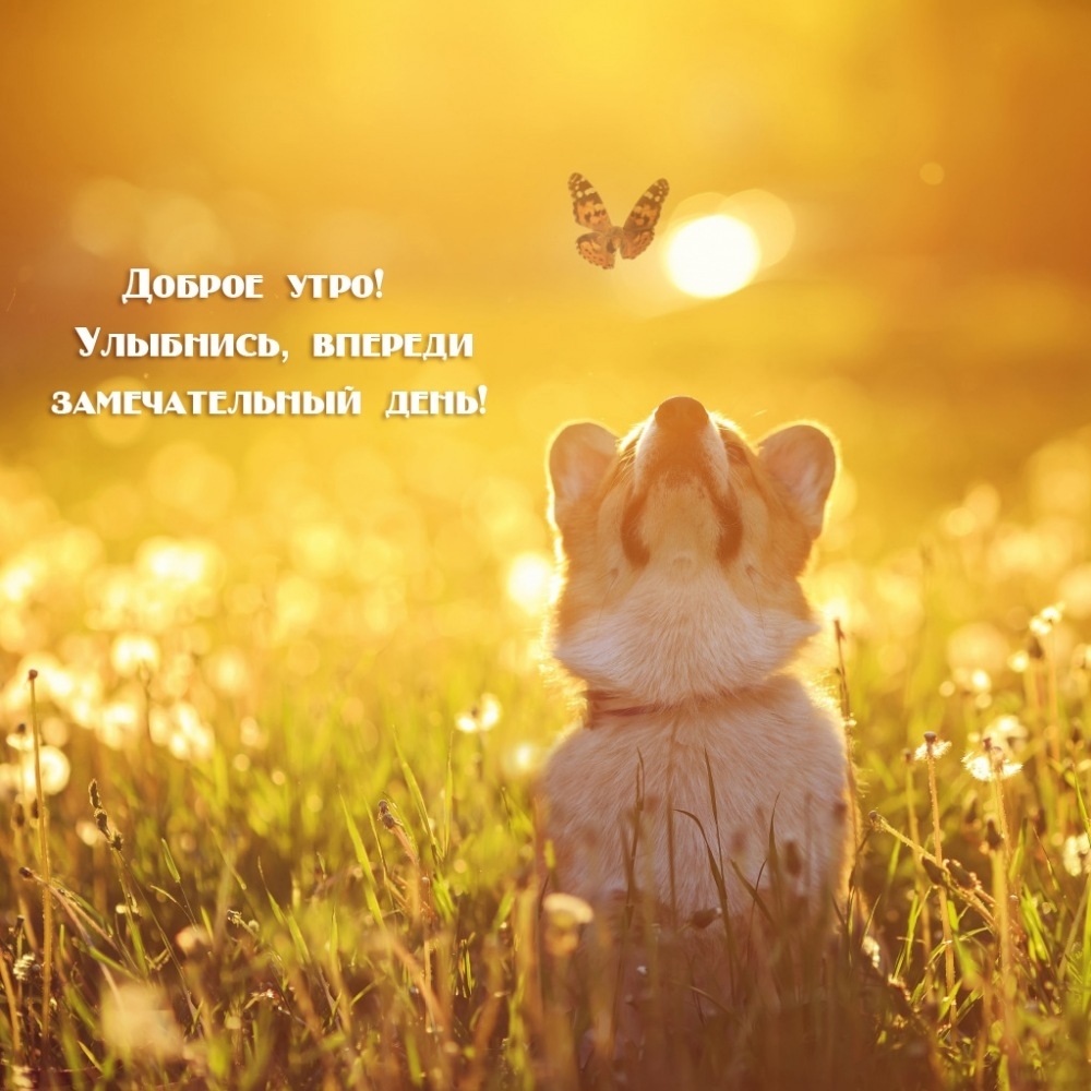 Доброе утро! Улыбнись, впереди замечательный день!