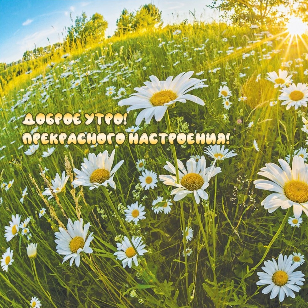 Доброе утро! Прекрасного настроения!