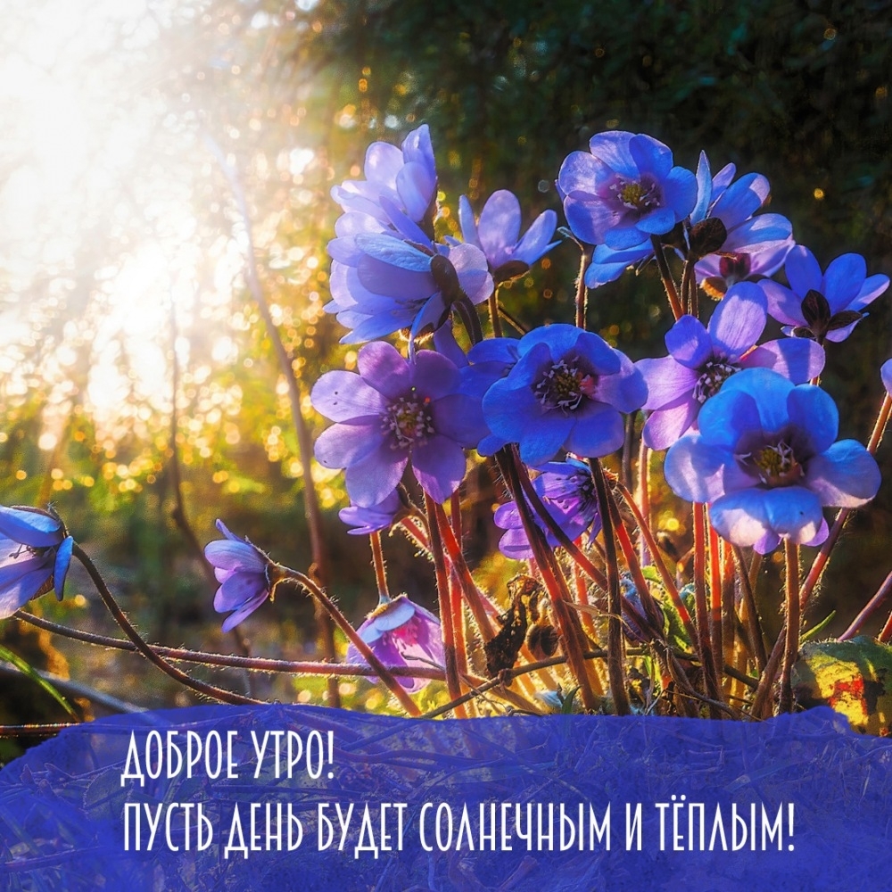 Доброе утро! Пусть день будет солнечным и теплым!