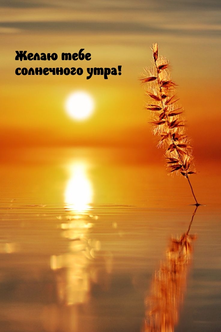 Желаю тебе солнечного утра!