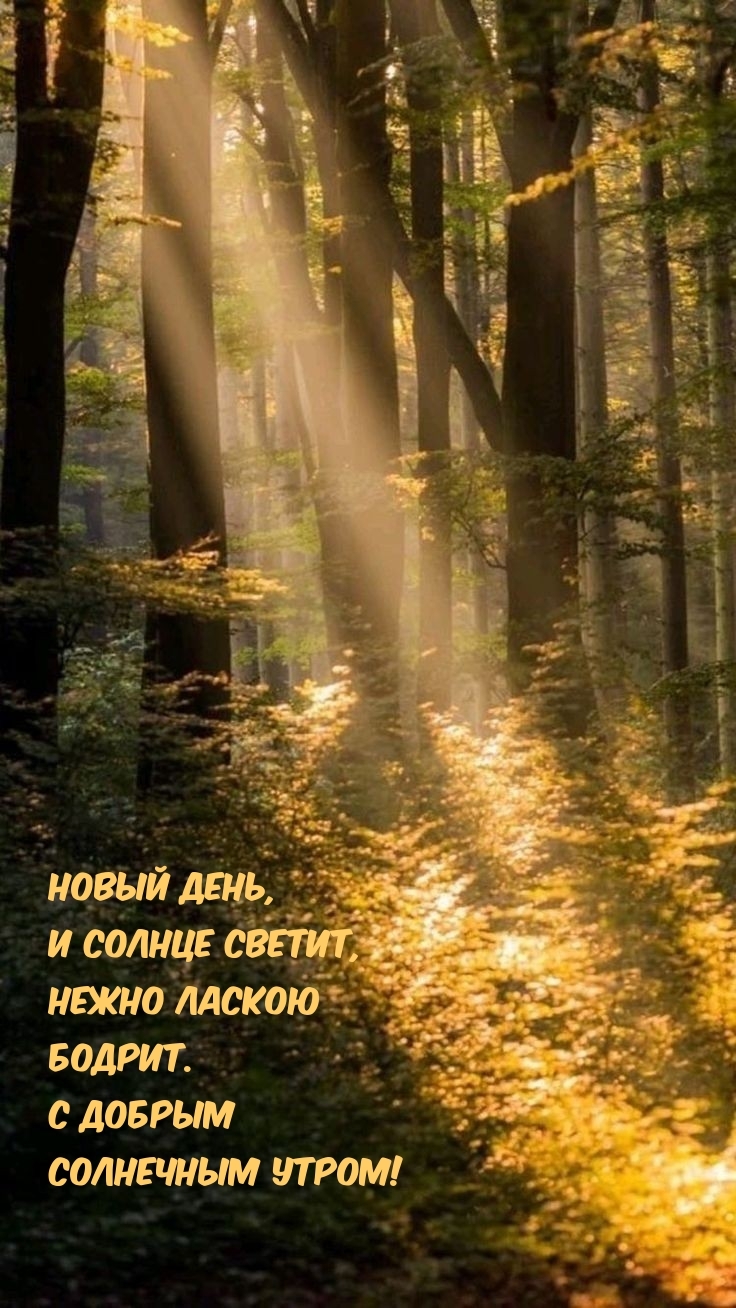 Новый день, и солнце светит, нежно ласкою бодрит. С добрым утром!