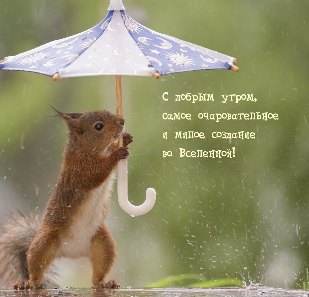 С добрым утром, очаровательное и милое создание во Вселенной!