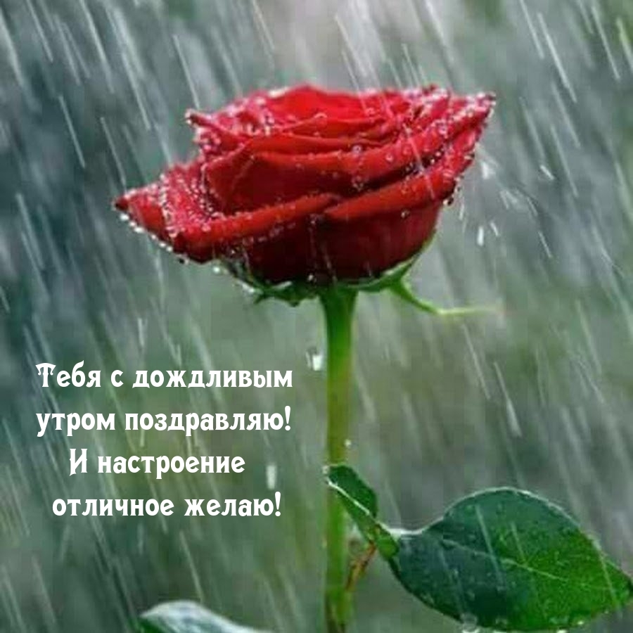С дождливым утром поздравляю! И настроение отличное желаю!