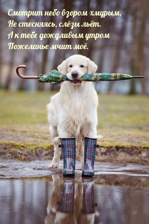 Смотрит небо взором хмурым, не стесняясь, слезы льет.