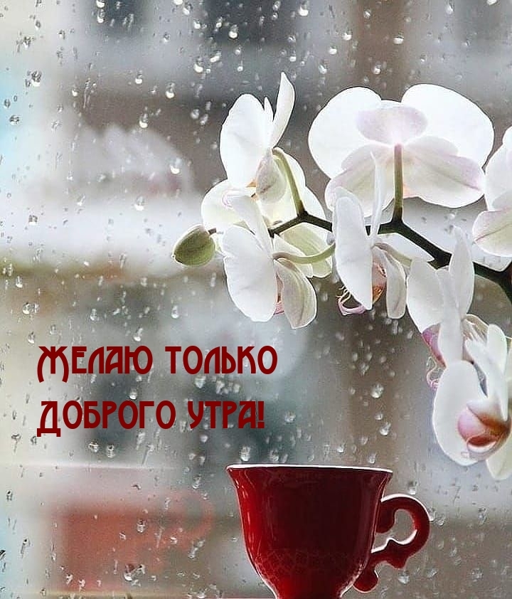 Желаю только доброго утра!