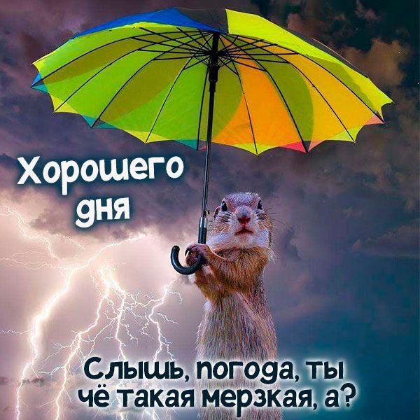 Хорошего дня. Суслик под зонтом.