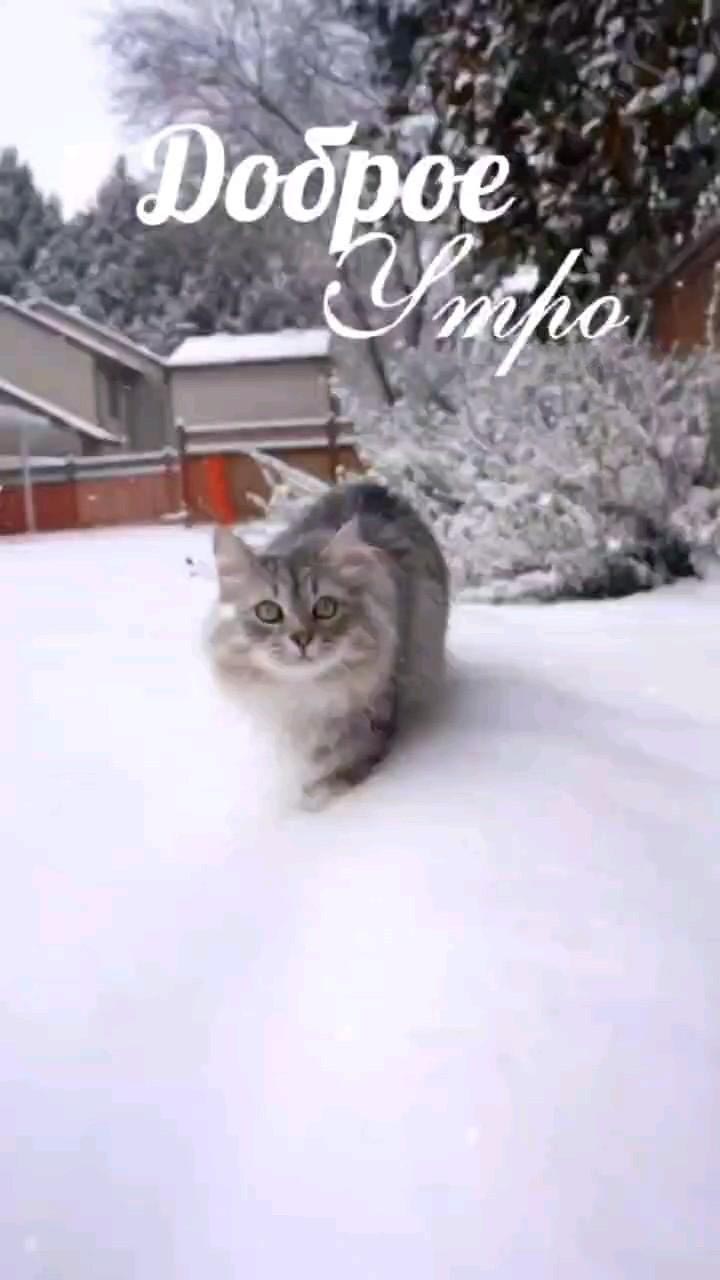 Доброе зимнее утро. Котик на снегу. Доброе зимнее утро. Котик на снегу.
