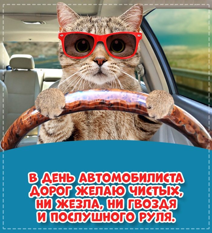 Открытка с Днем автомобилиста. Котик за рулем автомобиля.