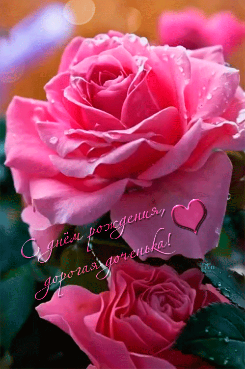 Открытка с днем рождения доченьке gif анимационная. Распускающаяся роза.
