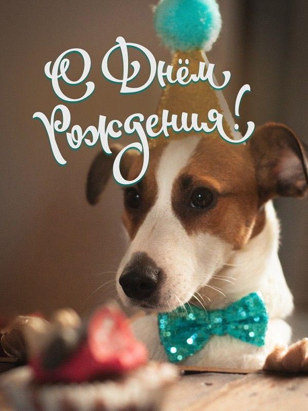 Открытка с днем рождения. Собачка милая. Открытка с днем рождения. Собачка милая.