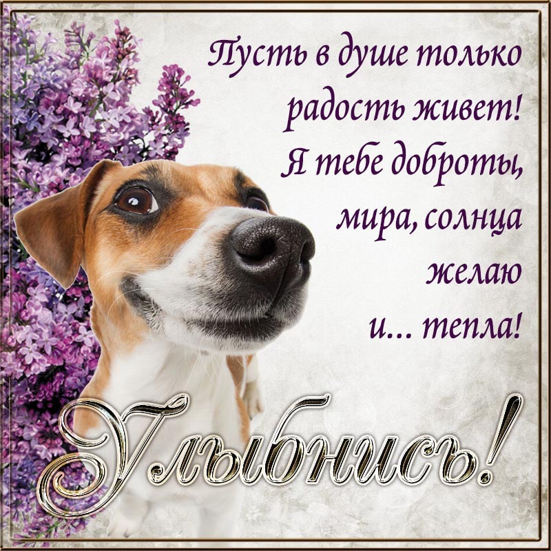 Открытка с добрым утром. Открытка - улыбнись, пусть в душе только радость живет. Открытка с добрым утром. Открытка - улыбнись, пусть в душе только радость живет.