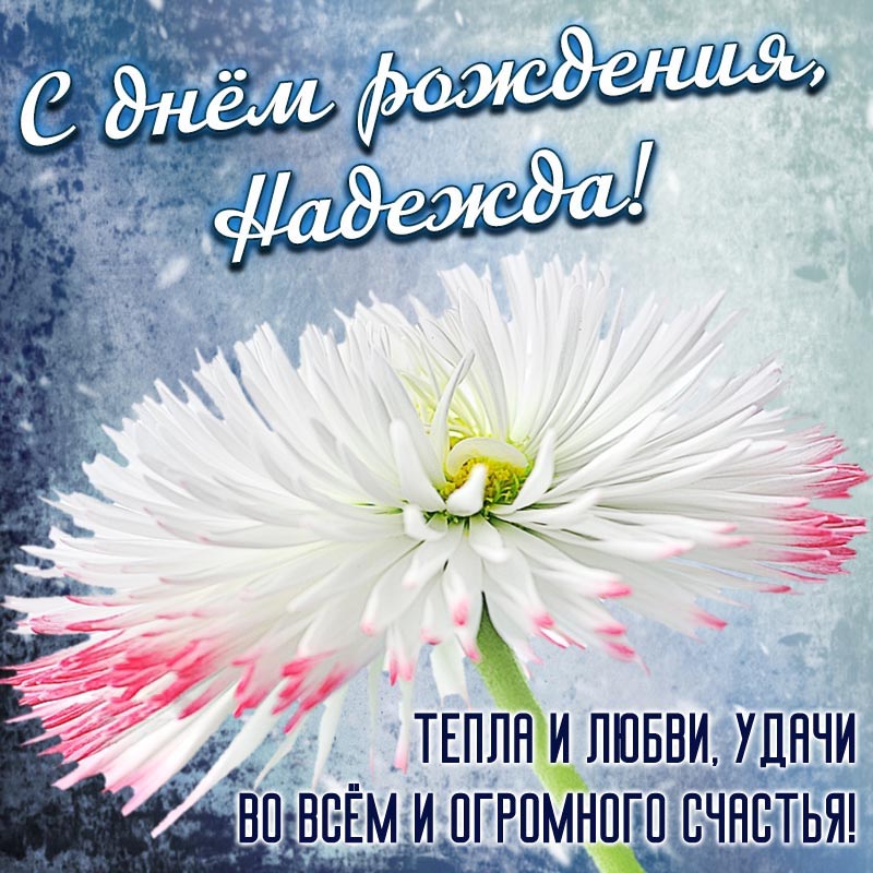 Открытка с днем рождения Надежда Надя. Открытка на день рождения - милое пожелание тепла и удачи Надежде и огромный цветок. Открытка с днем рождения Надежда Надя. Открытка на день рождения - милое пожелание тепла и удачи Надежде и огромный цветок.