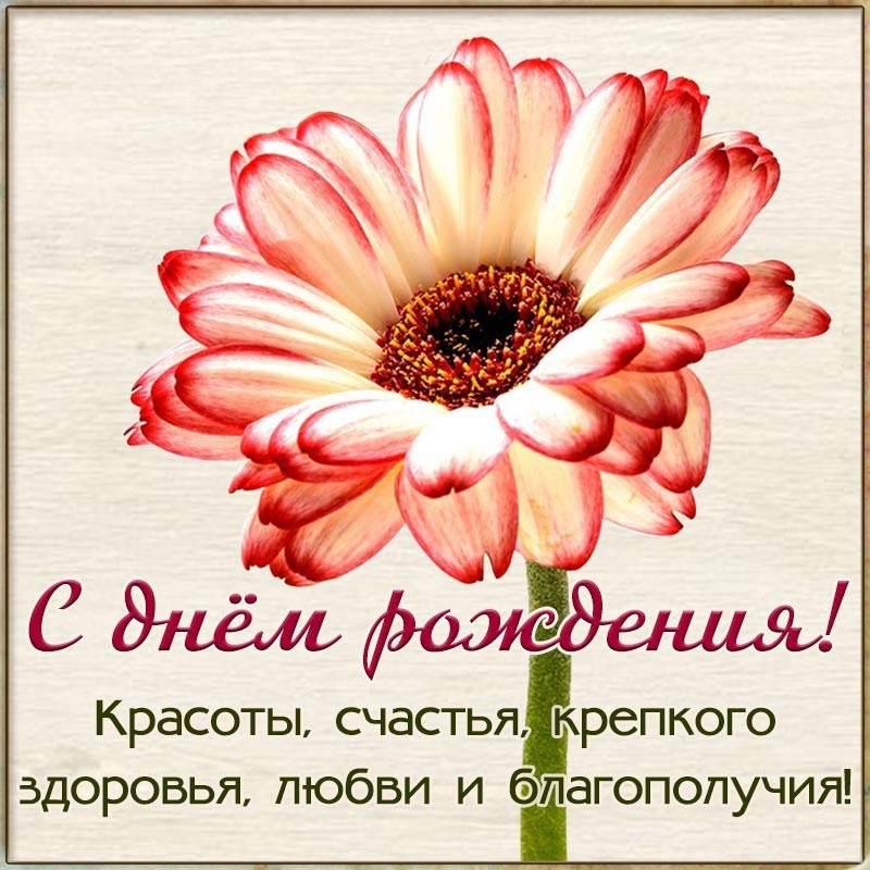Открытка с днем рождения. Красивая картинка с цветком на день рождения женщине. Открытка с днем рождения. Красивая картинка с цветком на день рождения женщине.