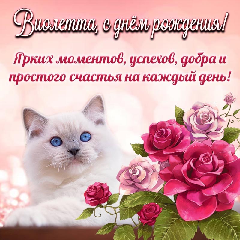 Открытка с днем рождения Виолетта. Шикарная картинка с именем Виолетта и с котом в цветах на день рождения.
