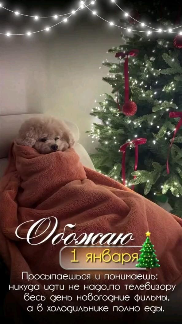 Открытка с Новым годом. Обожаю 1 января. Собачка уютно лежит под одеялом у елочки. Открытка с Новым годом. Обожаю 1 января. Собачка уютно лежит под одеялом у елочки.