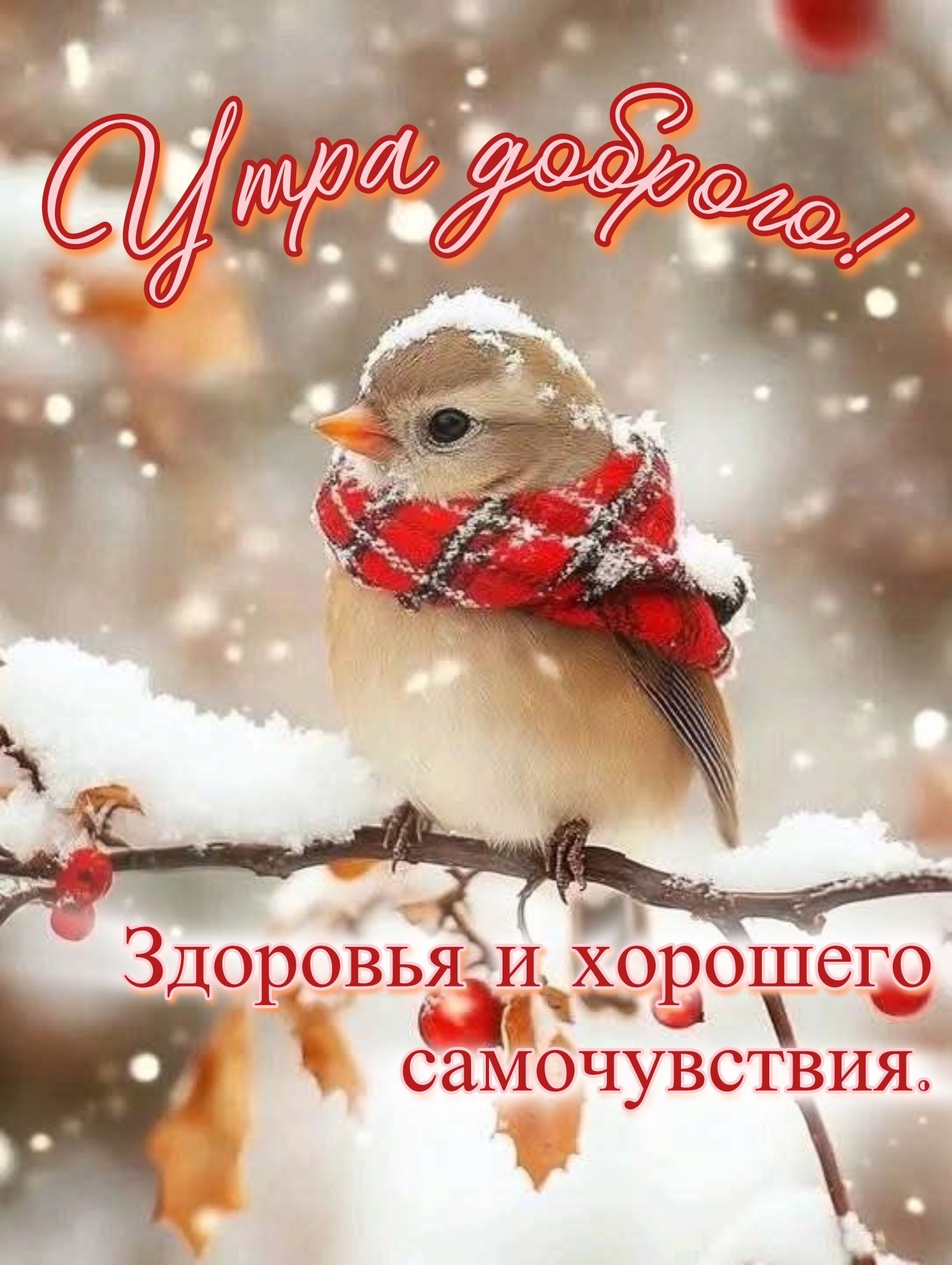Открытка с добрым зимним утром. Здоровья и хорошего самочувствия. Птичка в шарфике на заснеженной веточке.