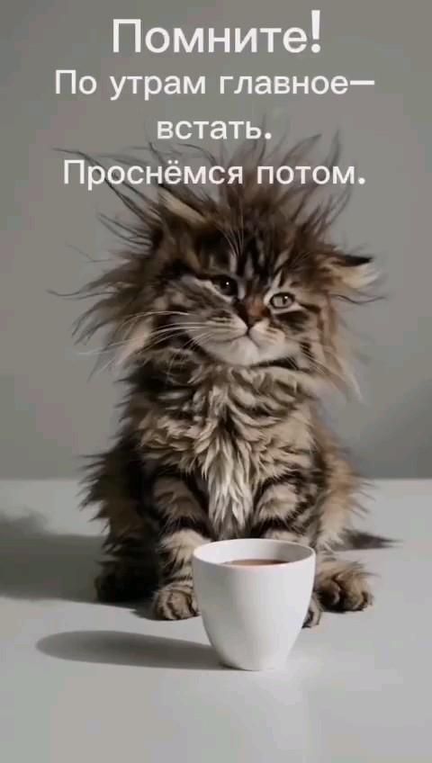 Открытка с добрым утром прикольная. Пожелание, взъерошенный котик с чашкой.
