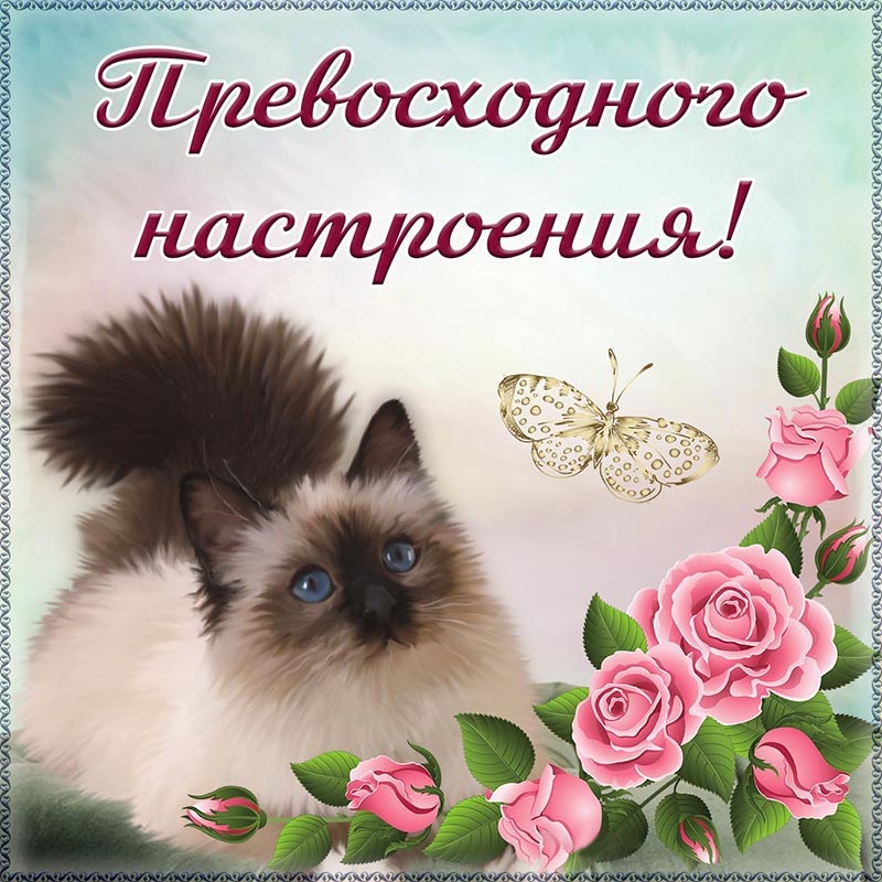Открытка хорошего дня и настроения. Котик и цветы.