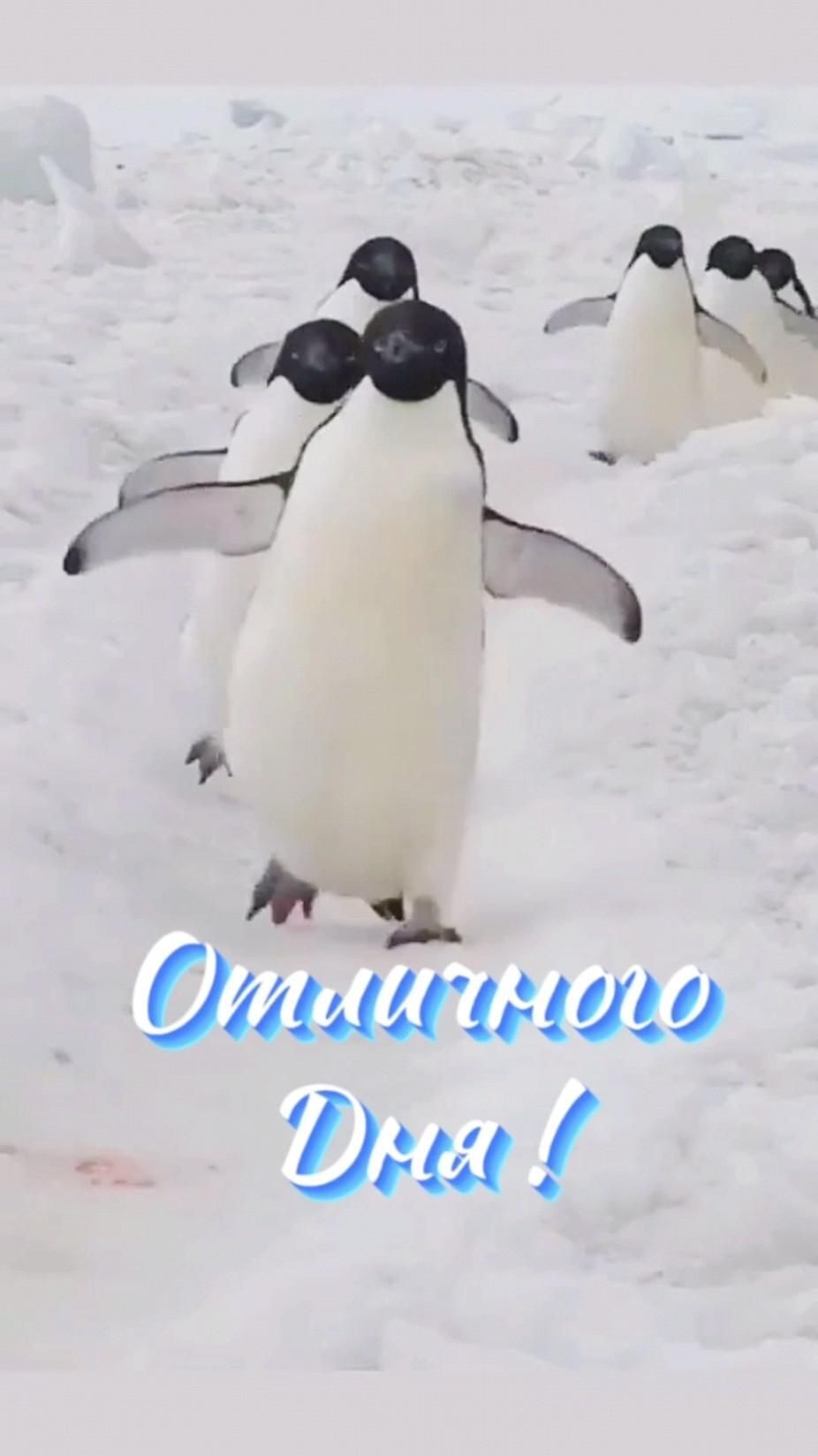 Открытка хорошего дня и настроения. Пингвинчики.