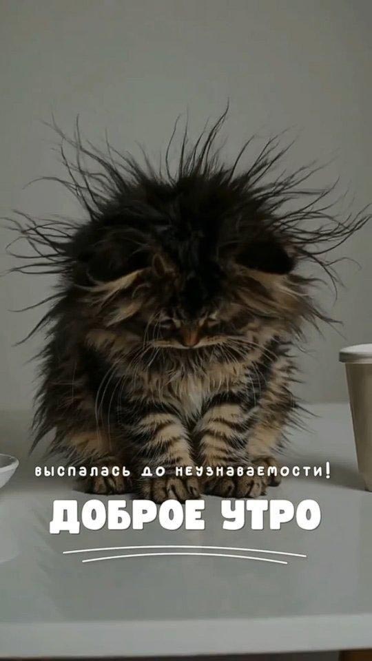 Открытка с добрым утром прикольная. Выспалась до неузнаваемости. Котенок.