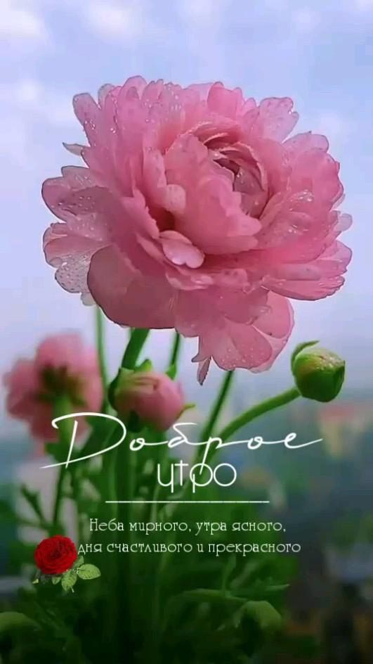 Открытка с добрым утром. Пожелания, розовый цветок.