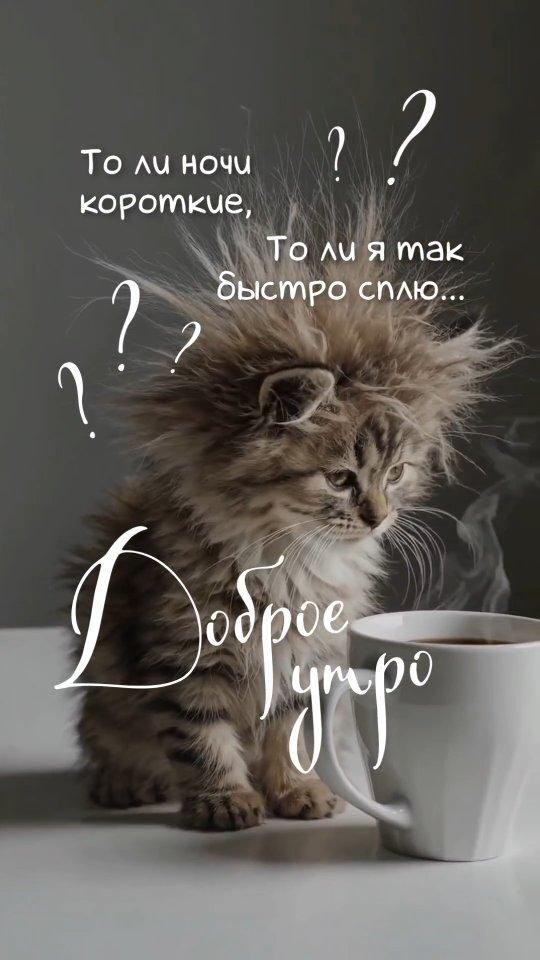Открытка с добрым утром. Взъерошенный котенок и чашка.