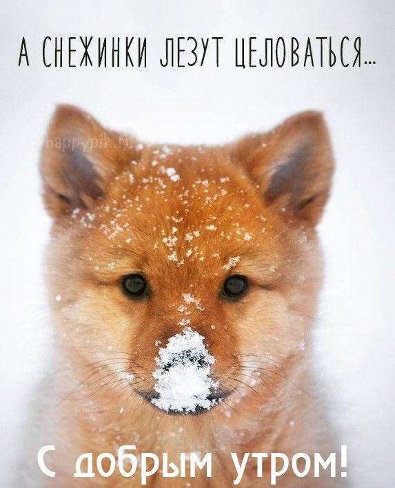Открытка с добрым зимним утром. Собачка в снегу.