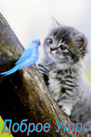 Открытка с добрым утром gif анимационная. Котенок и синий попугайчик.
