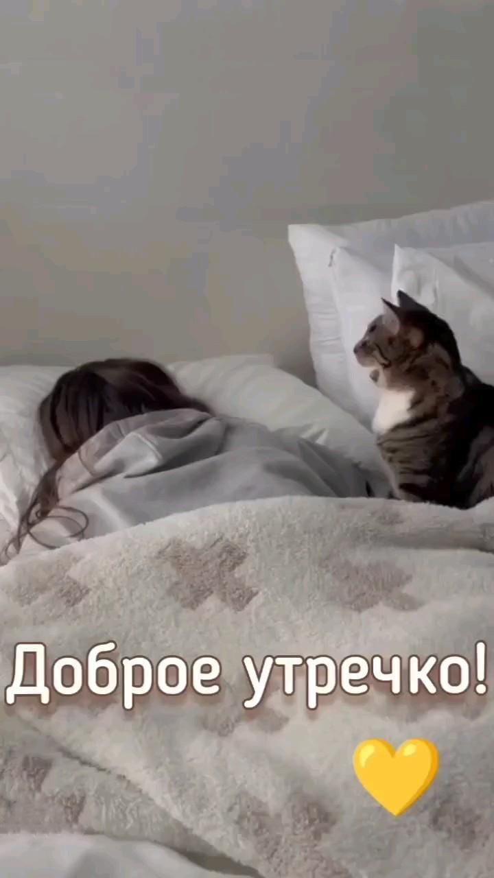 Открытка с добрым утром. Котик будит хозяйку.