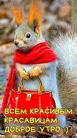 Открытка с добрым утром прикольная. Белочка с сумочкой и в шарфике. Пожелания для подруг.