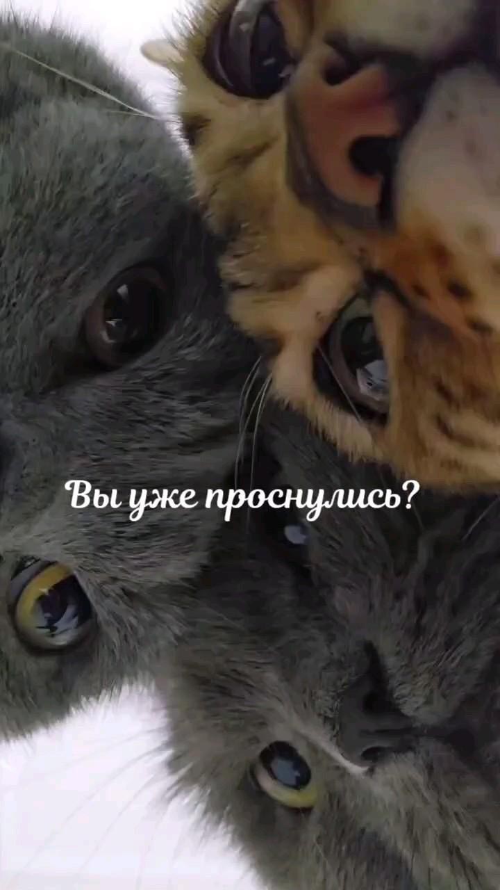 Открытка с добрым утром прикольная с котиками. Вы уже проснулись?