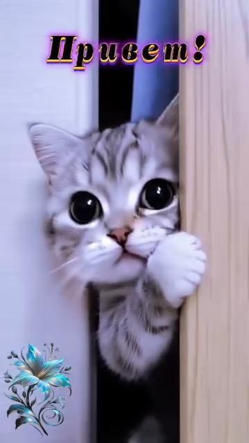 Открытка привет. Котик выглядывает.