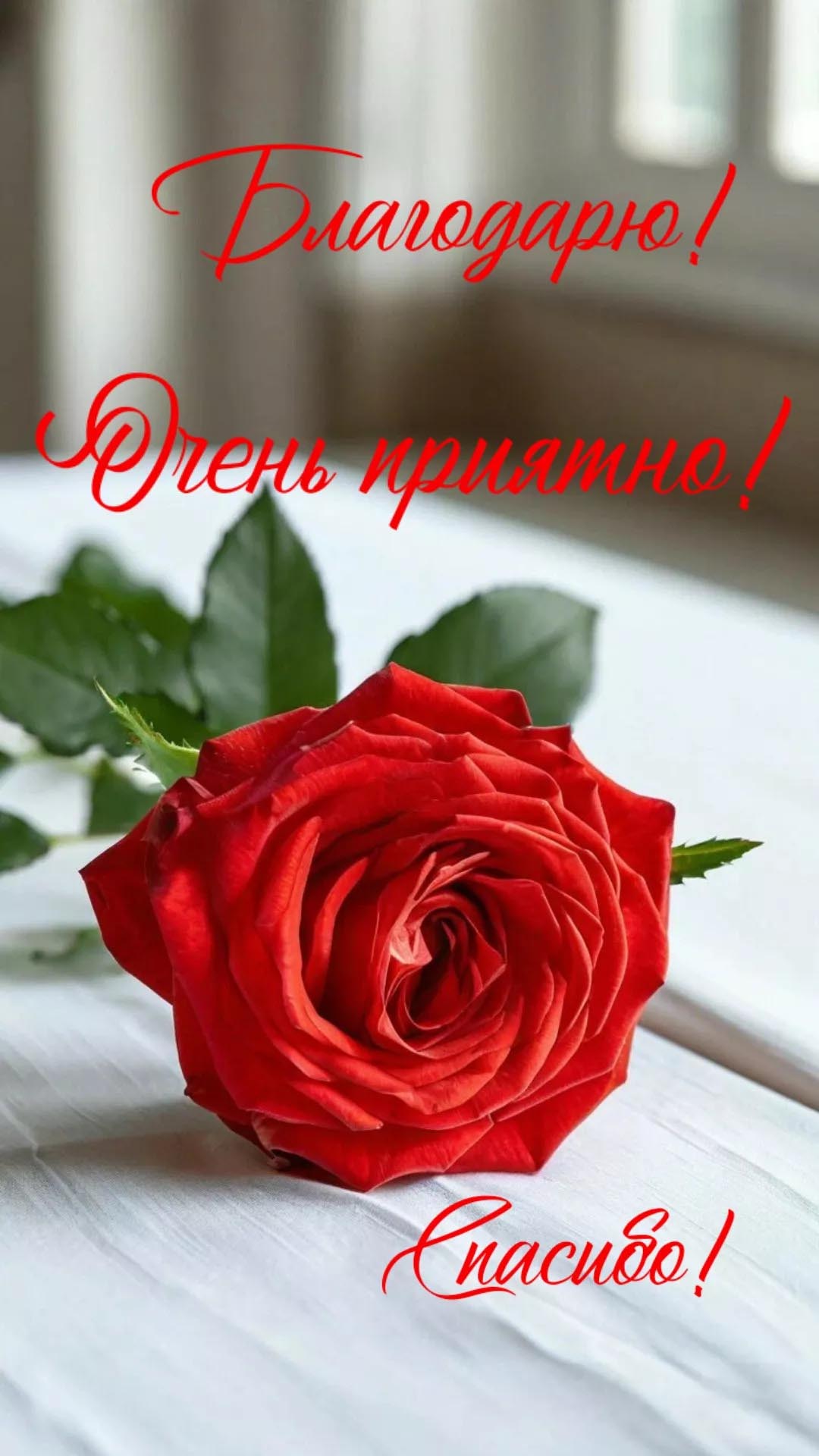 Открытка Спасибо. Благодарю! Очень приятно! Спасибо! Красная роза.
